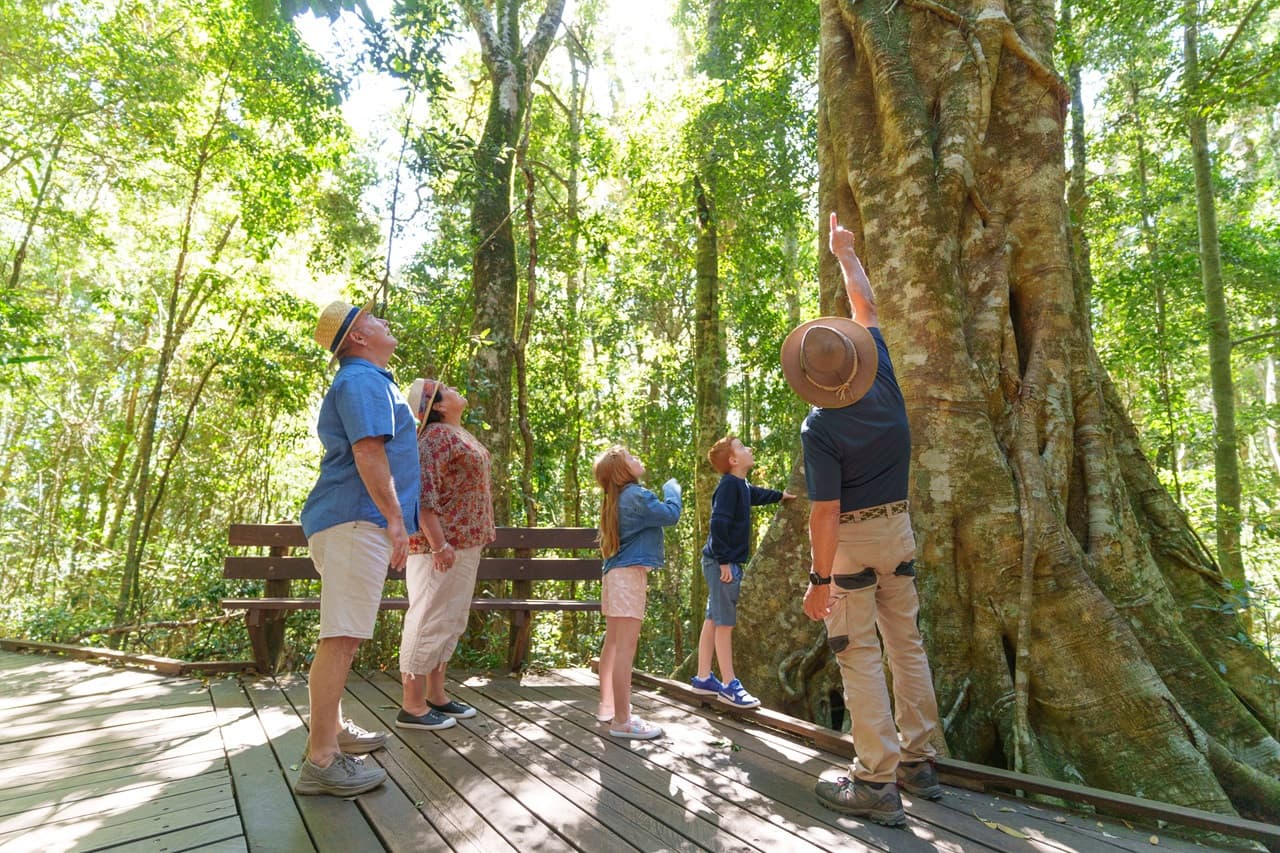 Lamington National Park Tour: O'Reilly's Rainforest Retreat and Canungra Valley Vineyard - main image