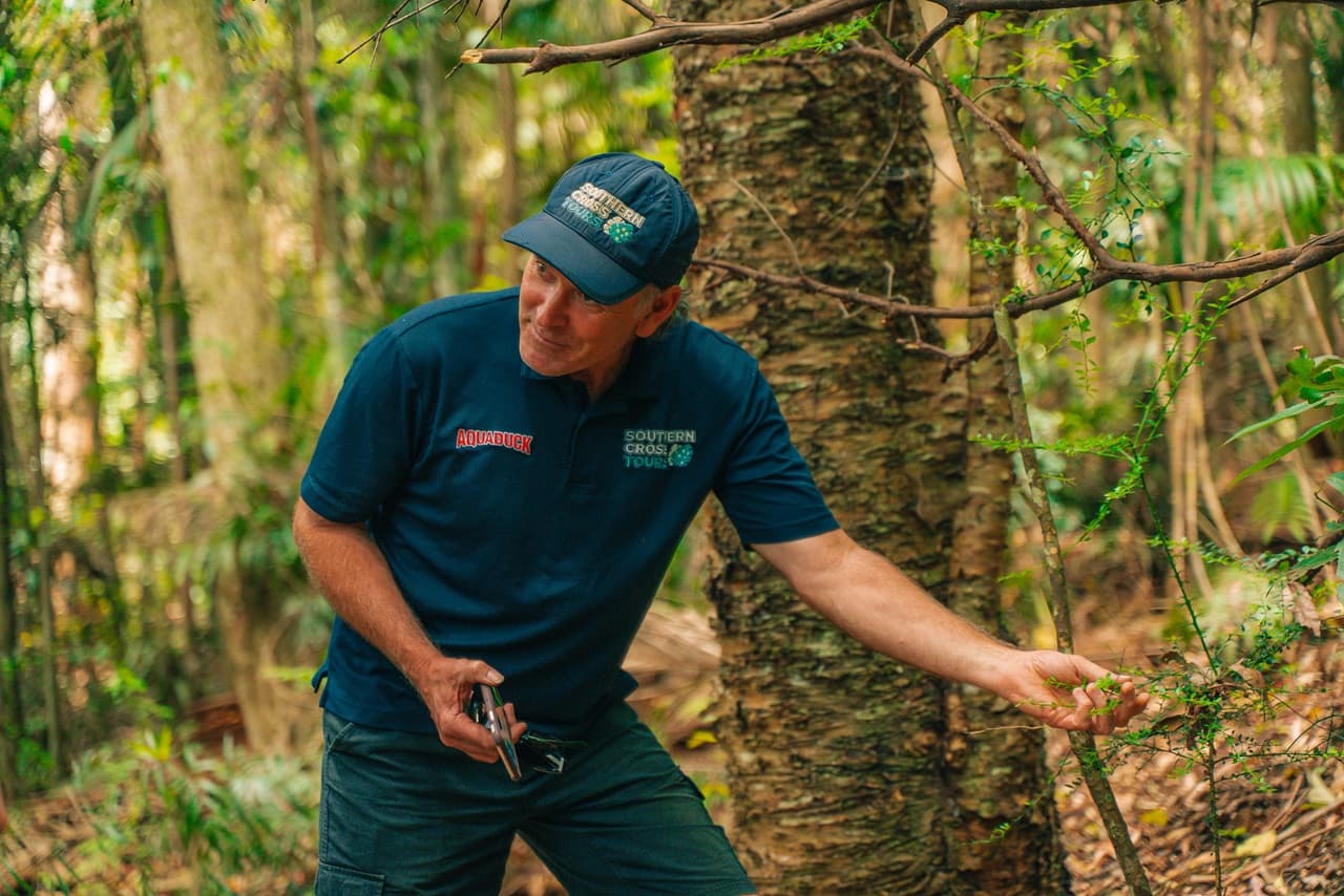 Tamborine Mountain Guided Walk and Wine Tasting Tour - image 7