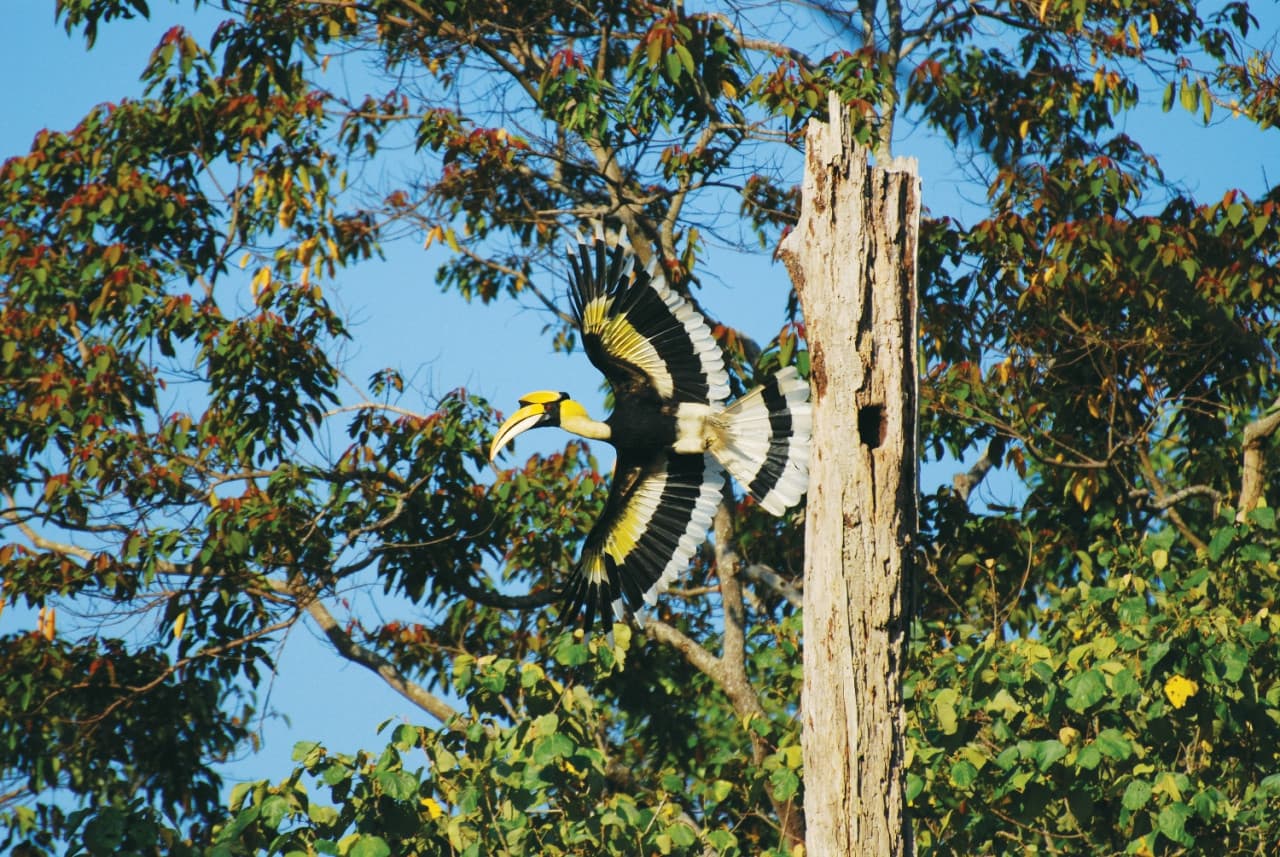 Tour de avistamiento de aves en Langkawi - Medio día - imagen principal