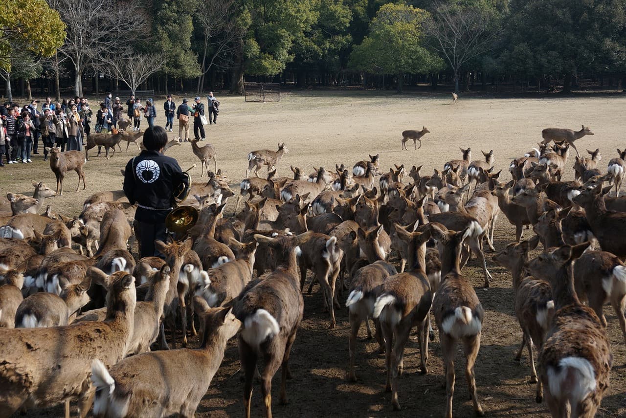 Kyoto and Nara Full-Day Tour from Kyoto - image 6