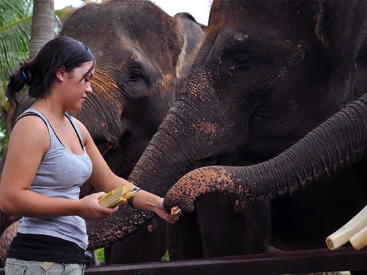 Mason Elephant Park Bali de Mason Adventures (anteriormente conocido como Elephant Safari Park) - imagen 5