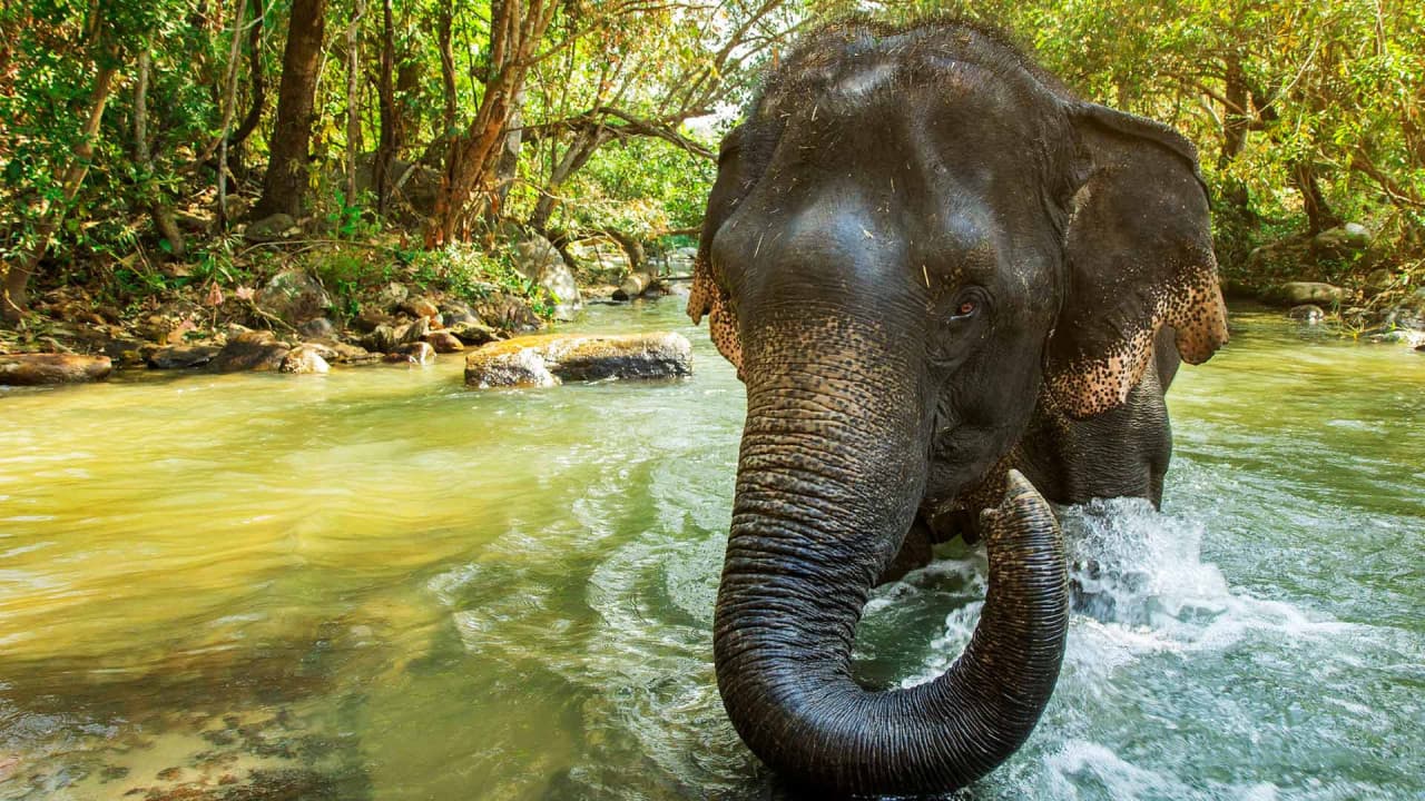 Elephant Jungle Sanctuary Phuket - image 7