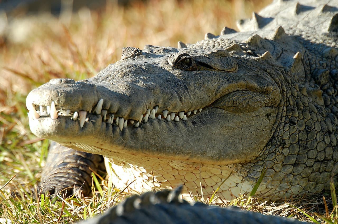 Gatorland Orlando - image 5