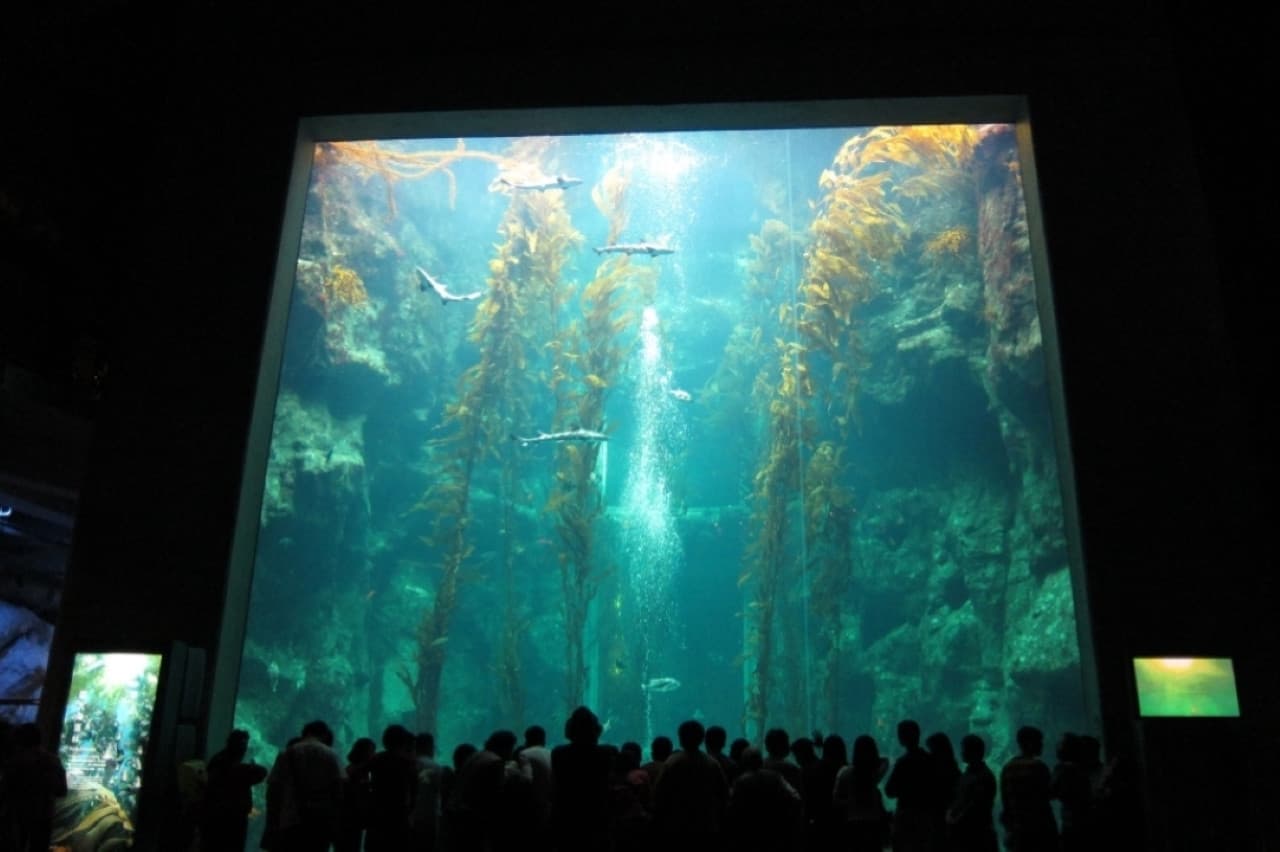 Entrada para el Museo Nacional de Biología Marina y Acuario de Pingtung - imagen 6