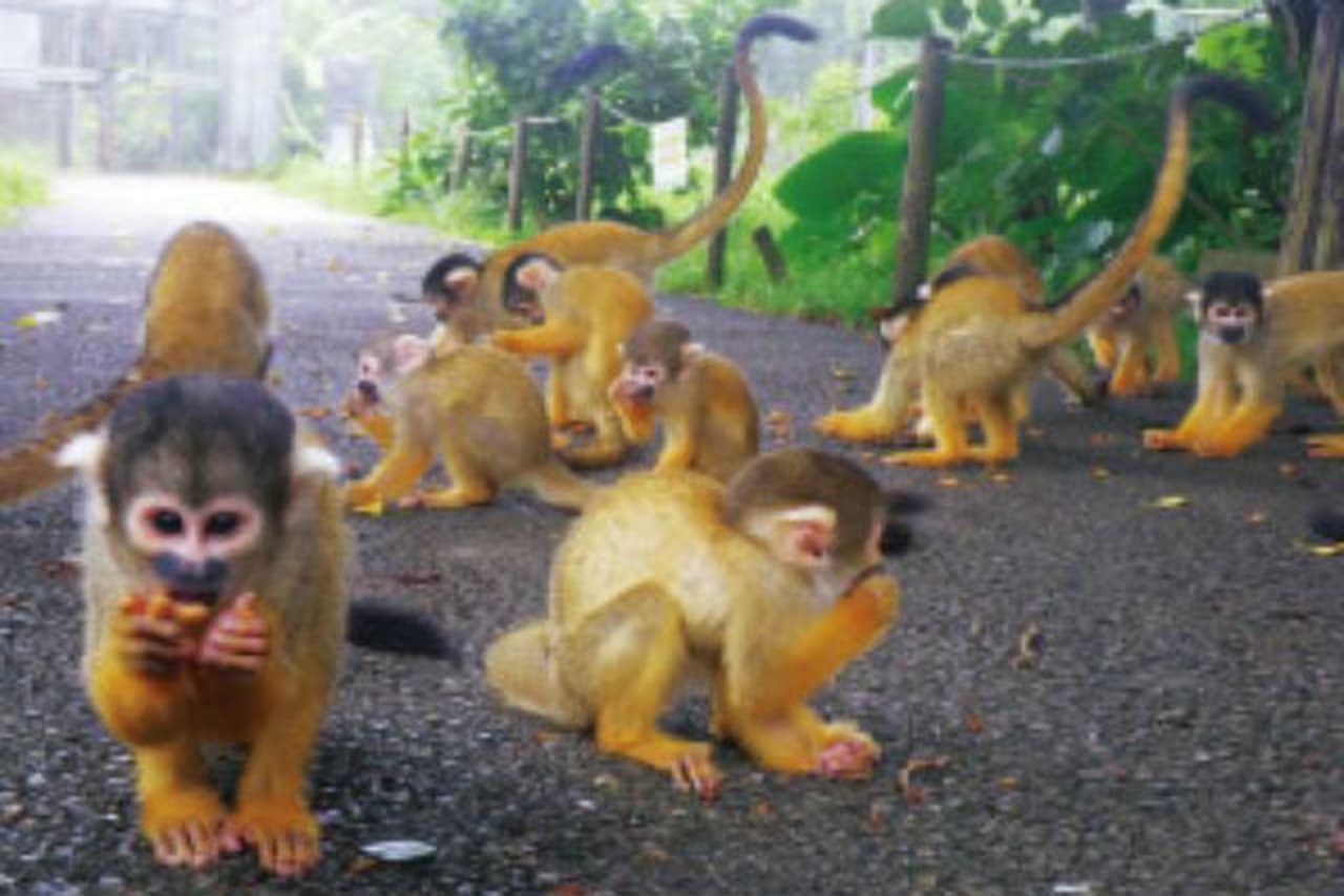 Ishigaki Yaima Village Ticket - image 10
