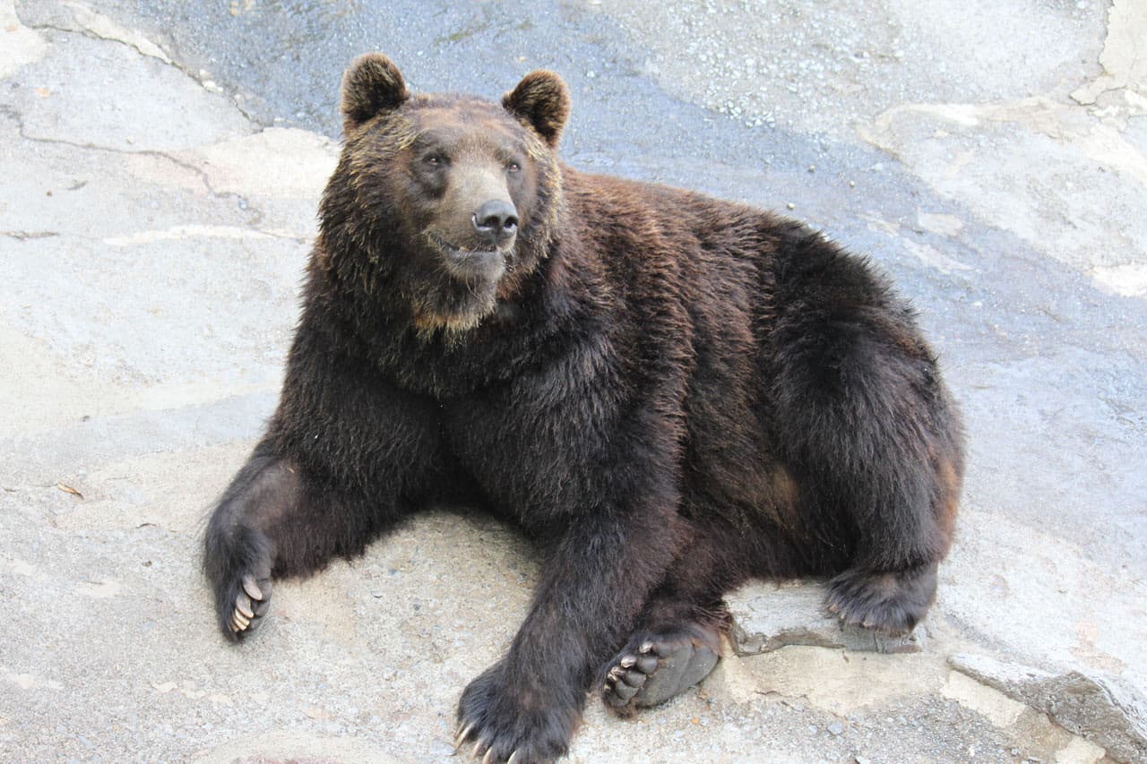 Entrada para Hokkaido Noboribetsu Bear Park - imagen 4