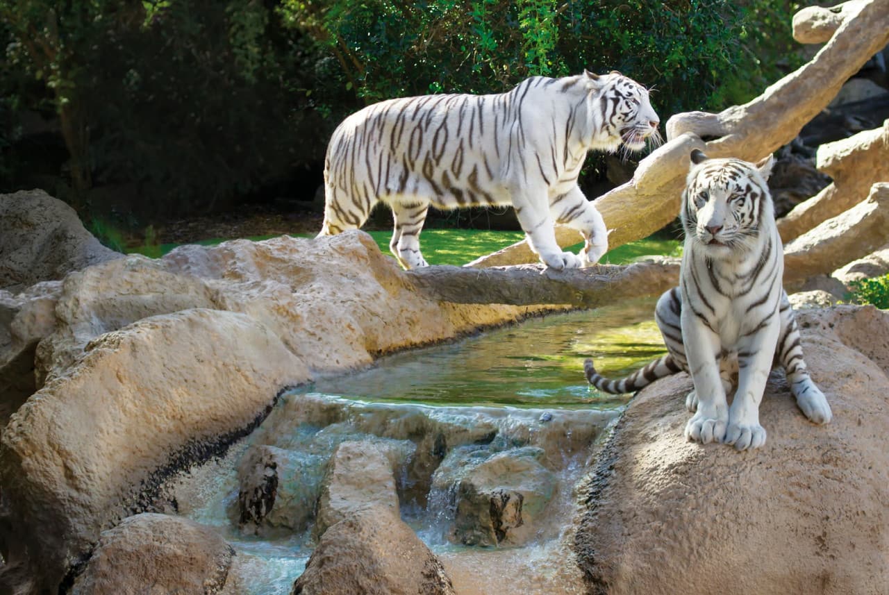 Loro Parque Ticket - image 13