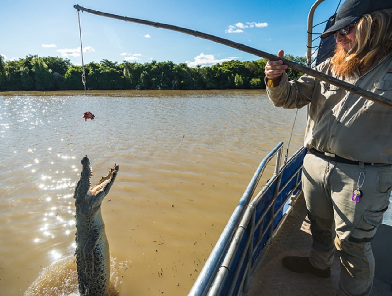 Spectacular Jumping Crocodile Cruise - image 3