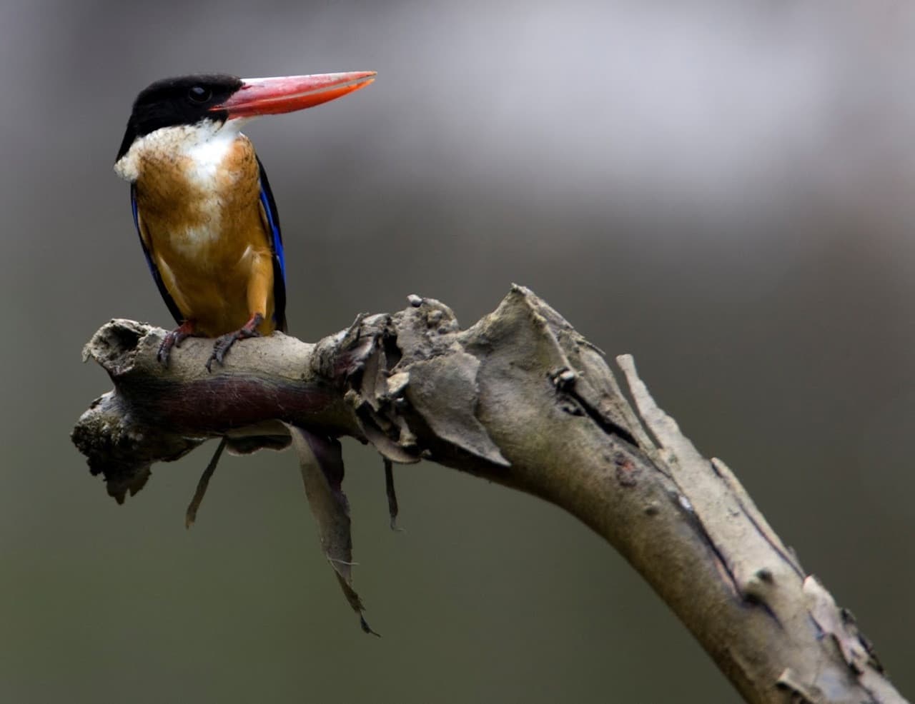 Tour de avistamiento de aves en Langkawi - Medio día - imagen 10