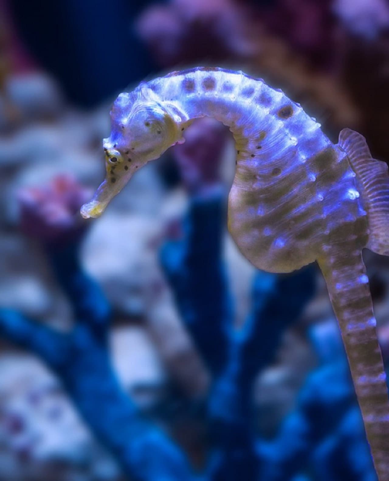 Entrada para Dubai Aquarium and Underwater Zoo - imagen 8
