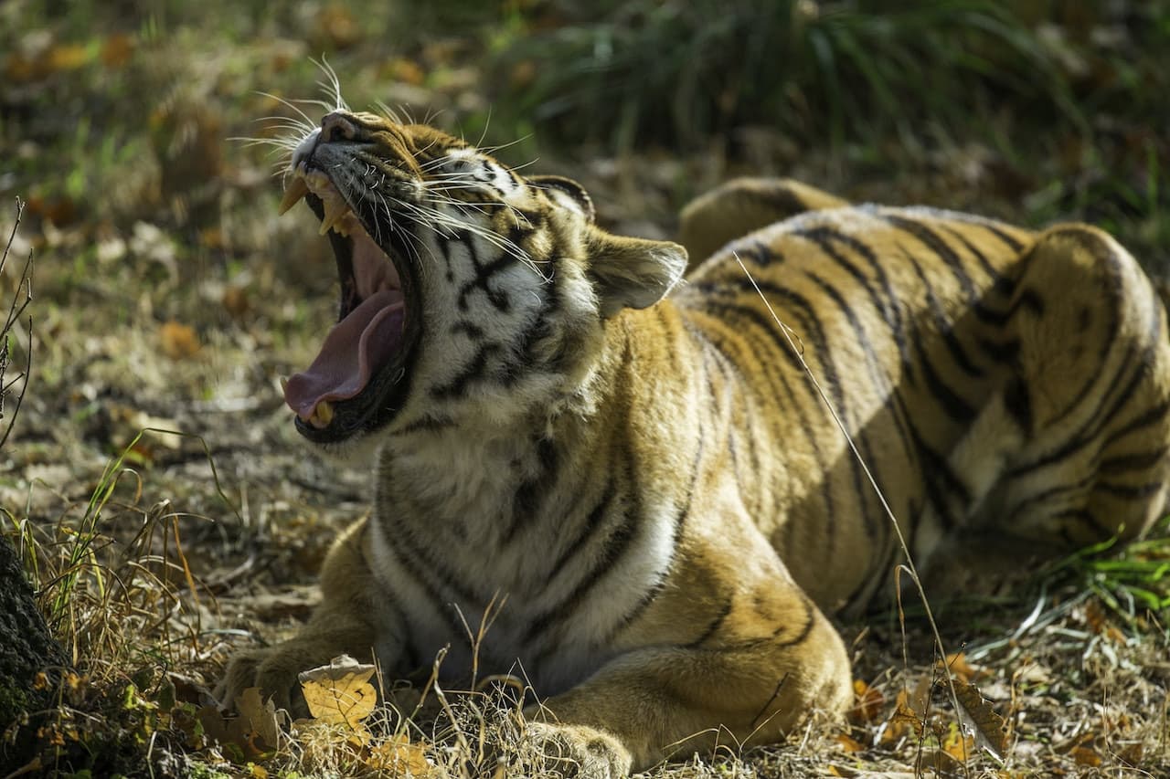 Thoiry ZooSafari: Skip The Line - main image