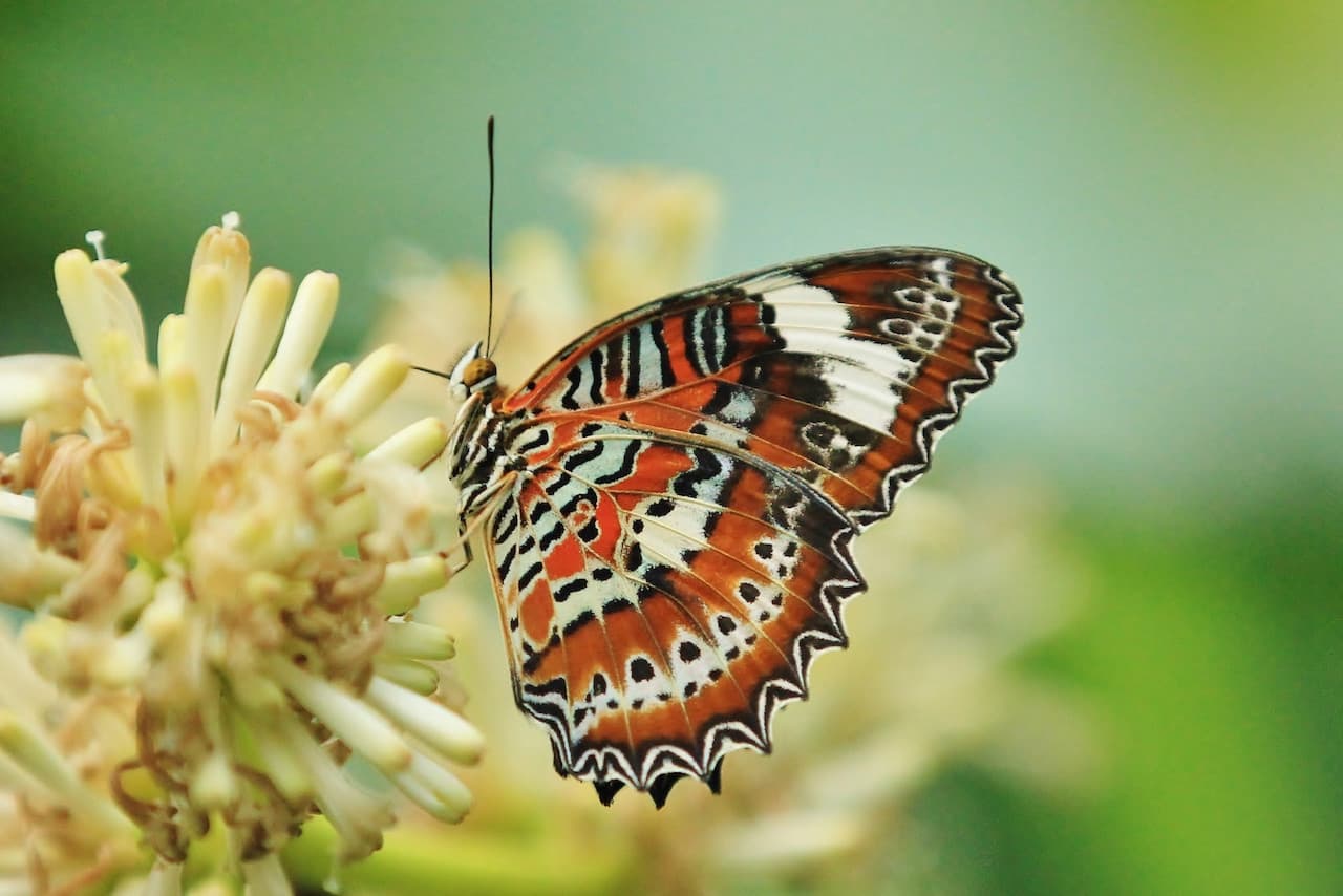 Full-Day Kuranda Tour with Skyrail Cableway, Scenic Railway, Rainforestation and Butterfly Sanctuary - imagen 14