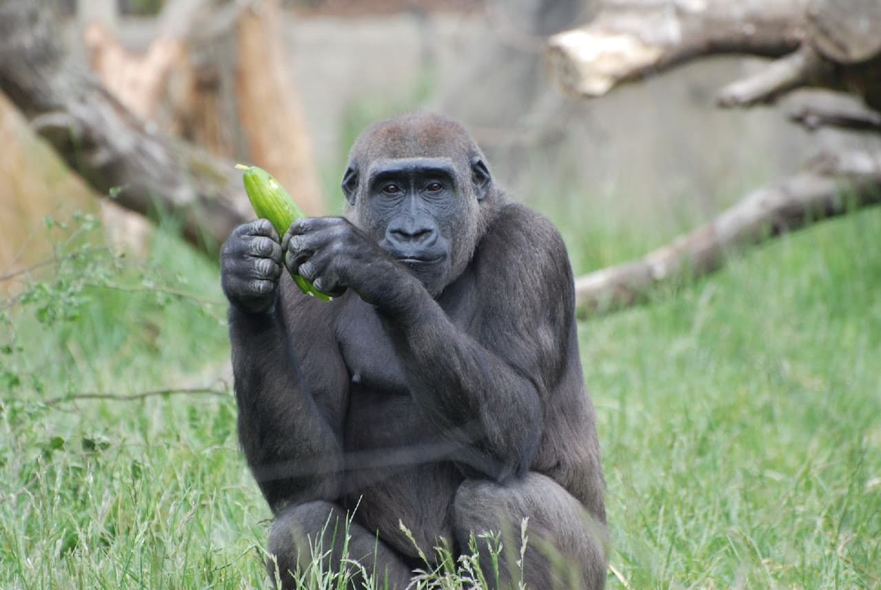 London Zoo - image 5