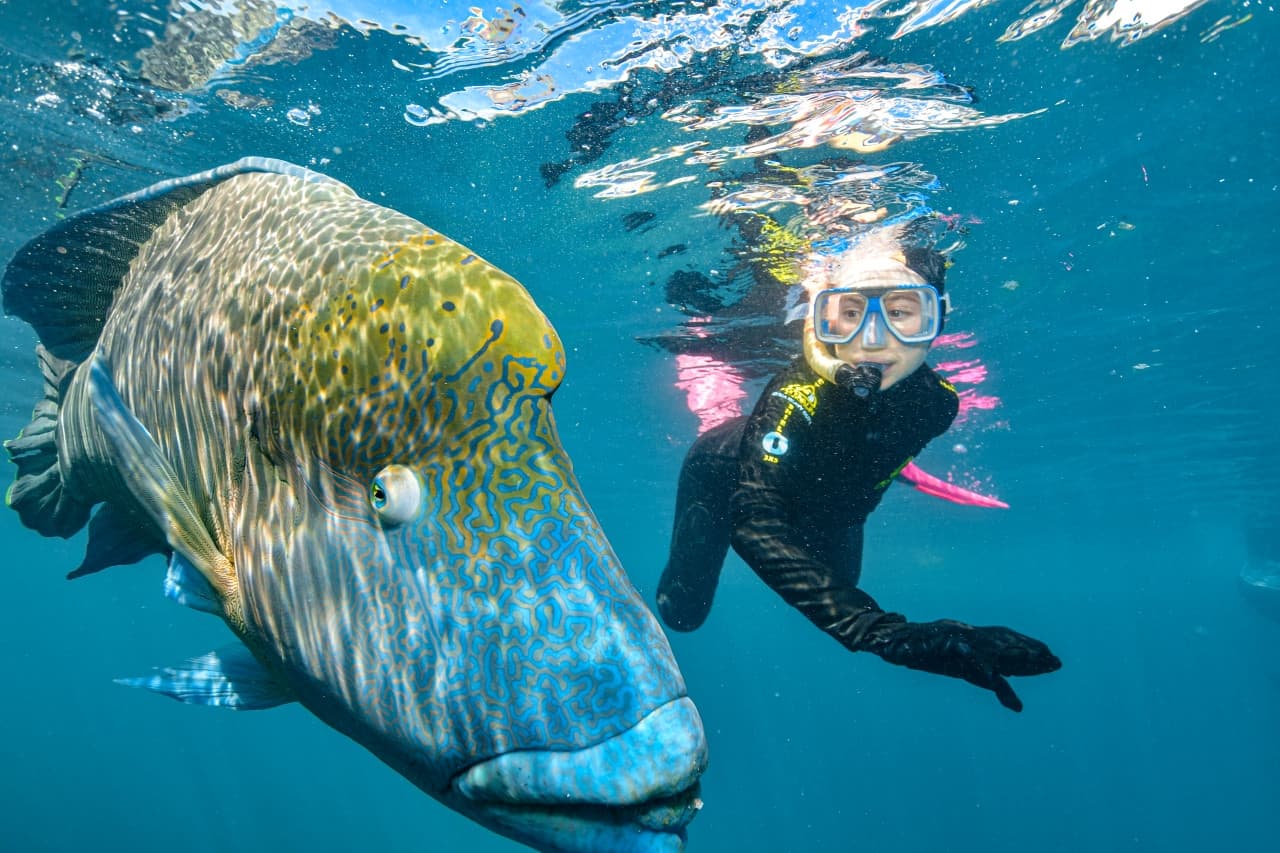 Reef Magic Pontoon Tour from Cairns - image 11