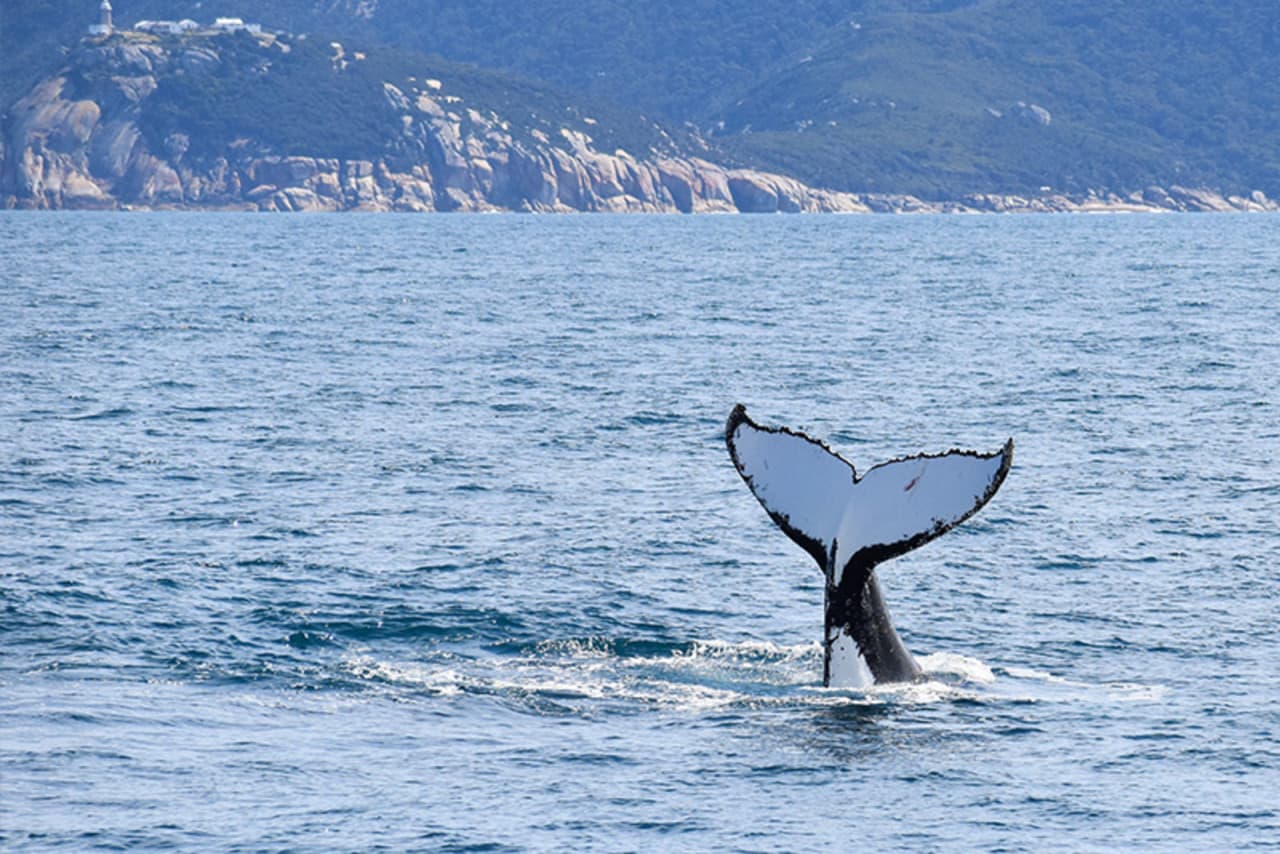 Wilsons Promontory Whale Watching Sightseeing Cruise - image 4