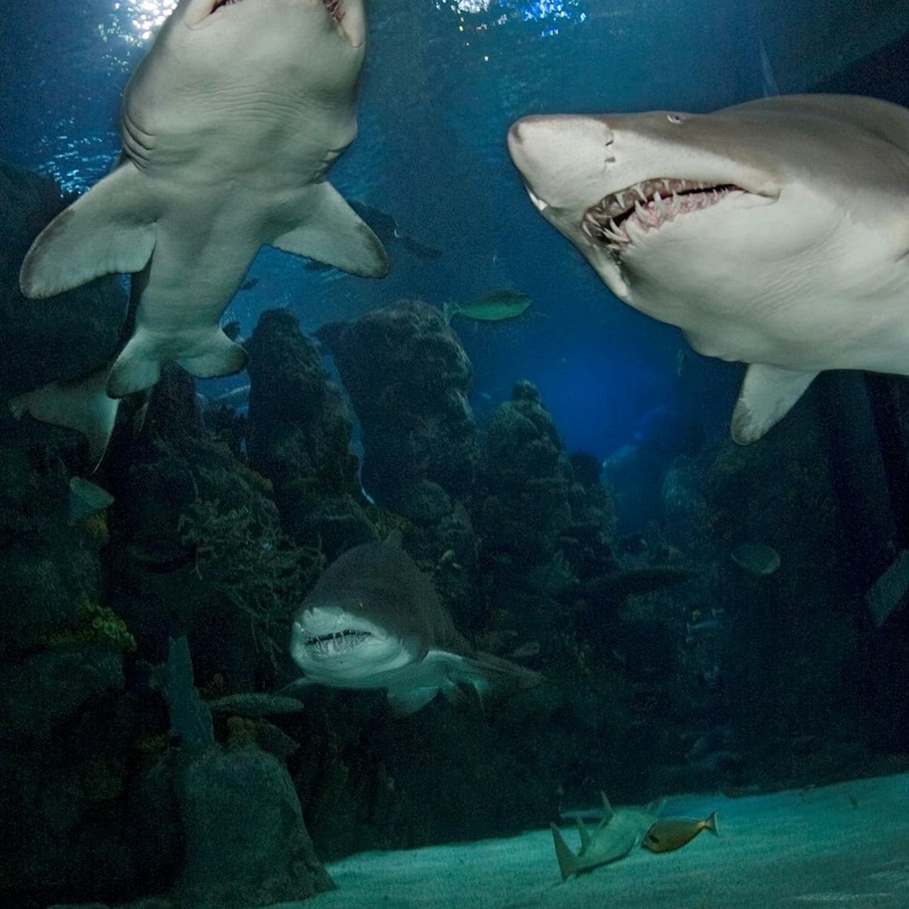 Downtown Aquarium Denver Ticket - image 9