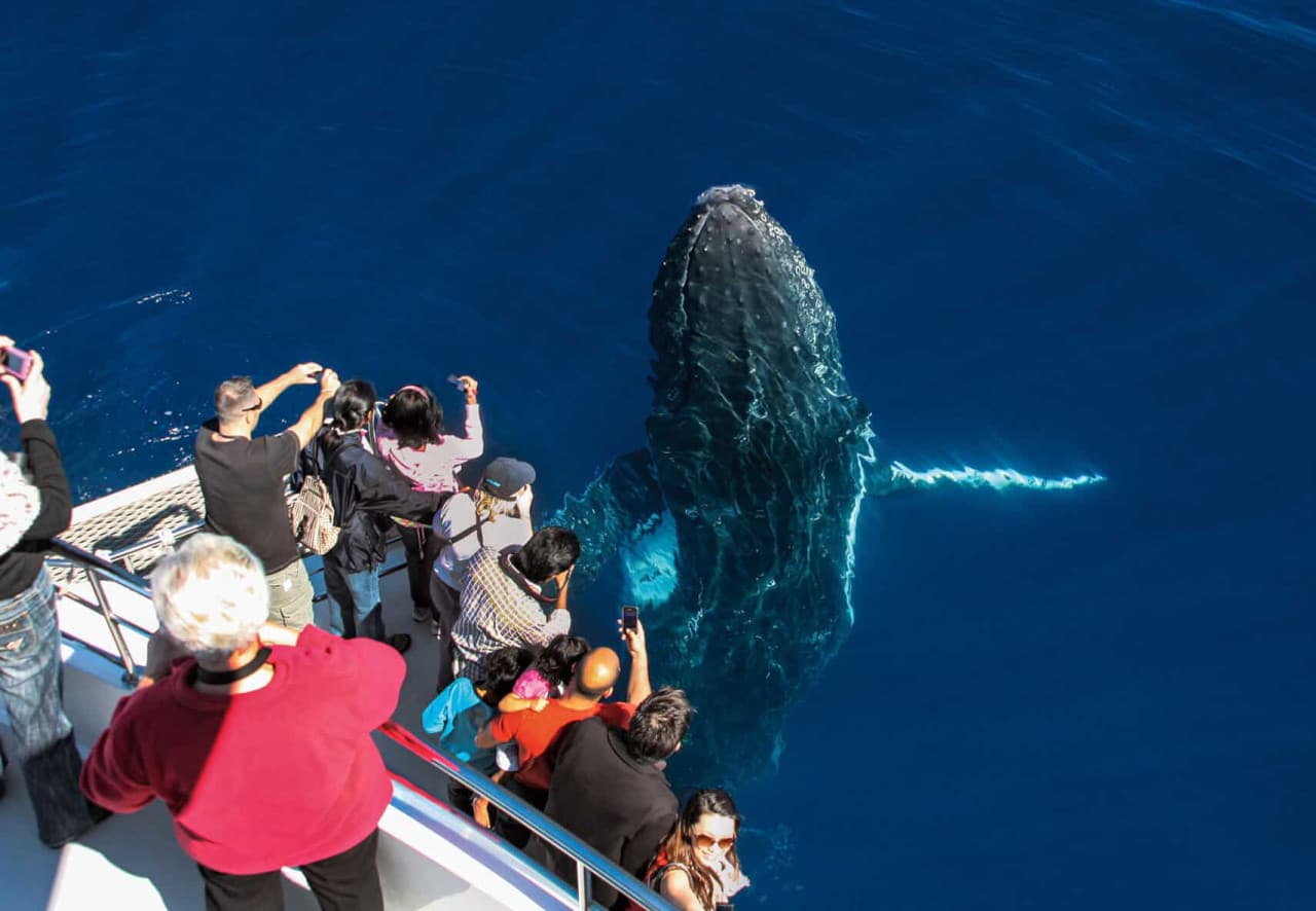 Crucero de avistamiento de ballenas en Gold Coast a bordo de Sea World Cruises - imagen 3