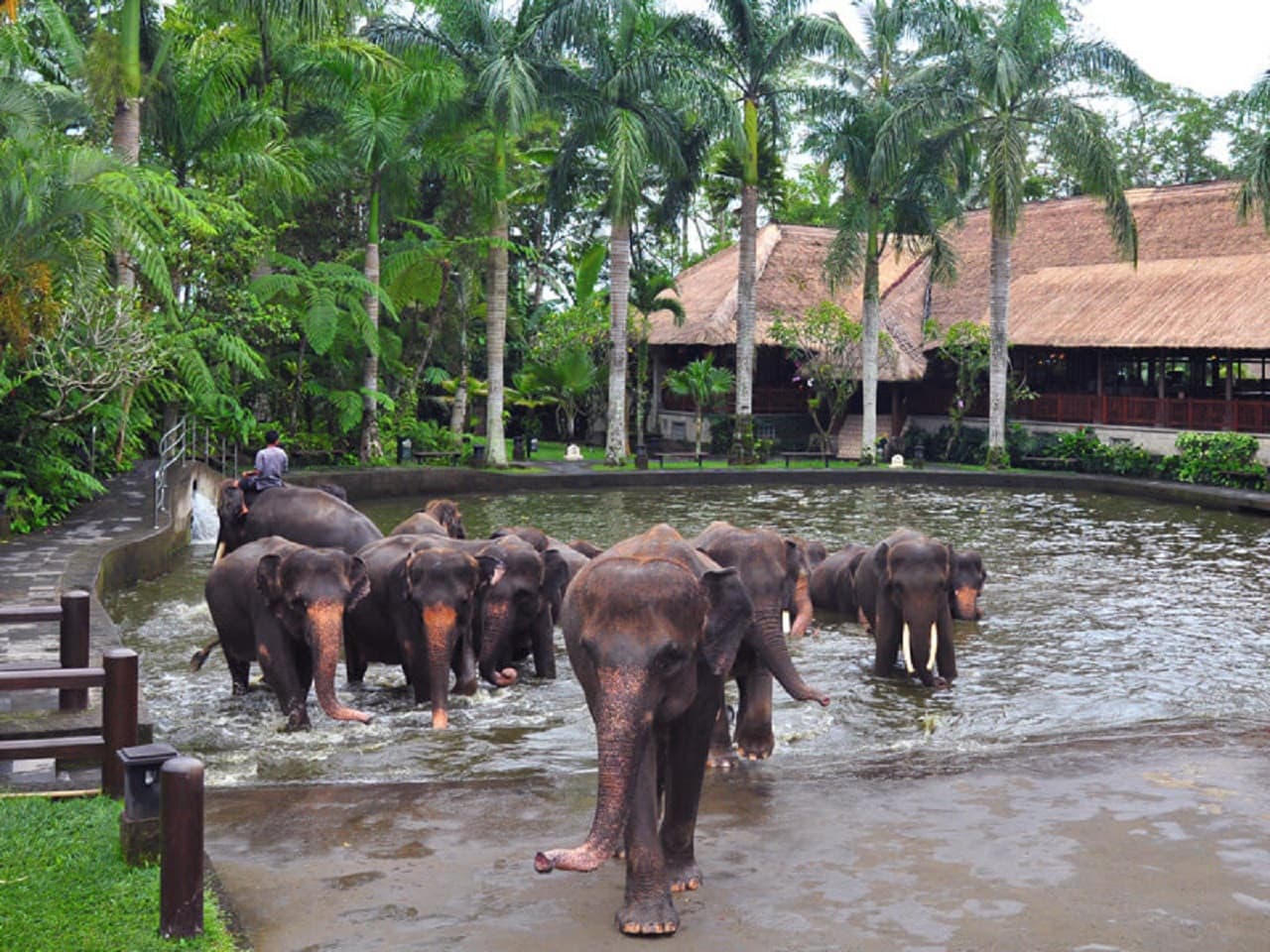 Mason Elephant Park Bali by Mason Adventures (Formerly known as Elephant Safari Park) - image 9