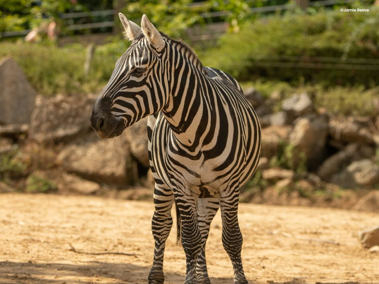 Colchester Zoo Ticket - main image