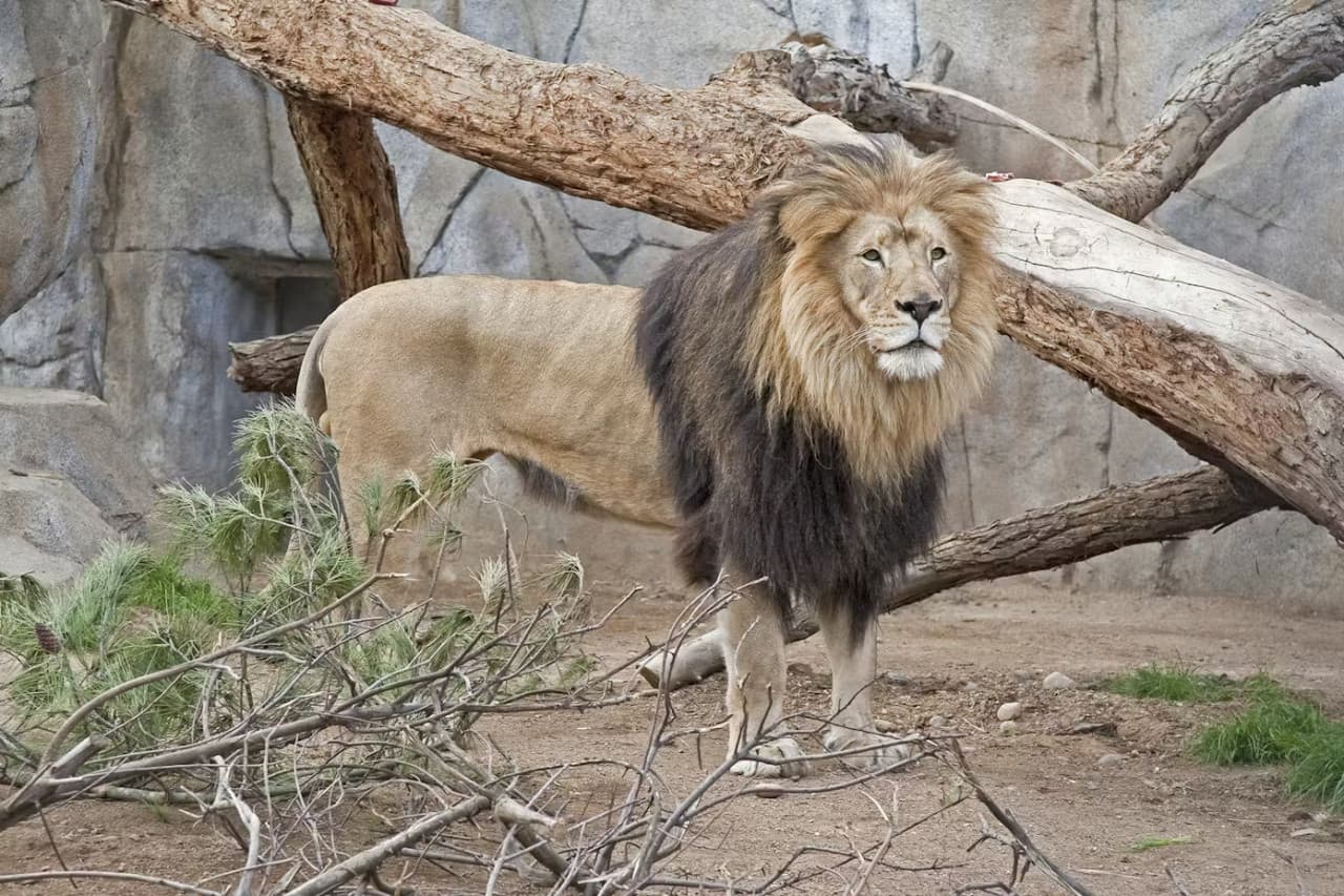 2-Visit Pass: San Diego Zoo + San Diego Zoo Safari Park Tickets - image 6