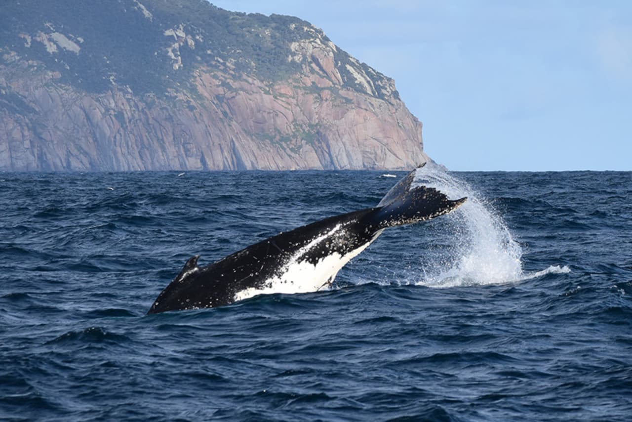 Wilsons Promontory Whale Watching Sightseeing Cruise - image 3