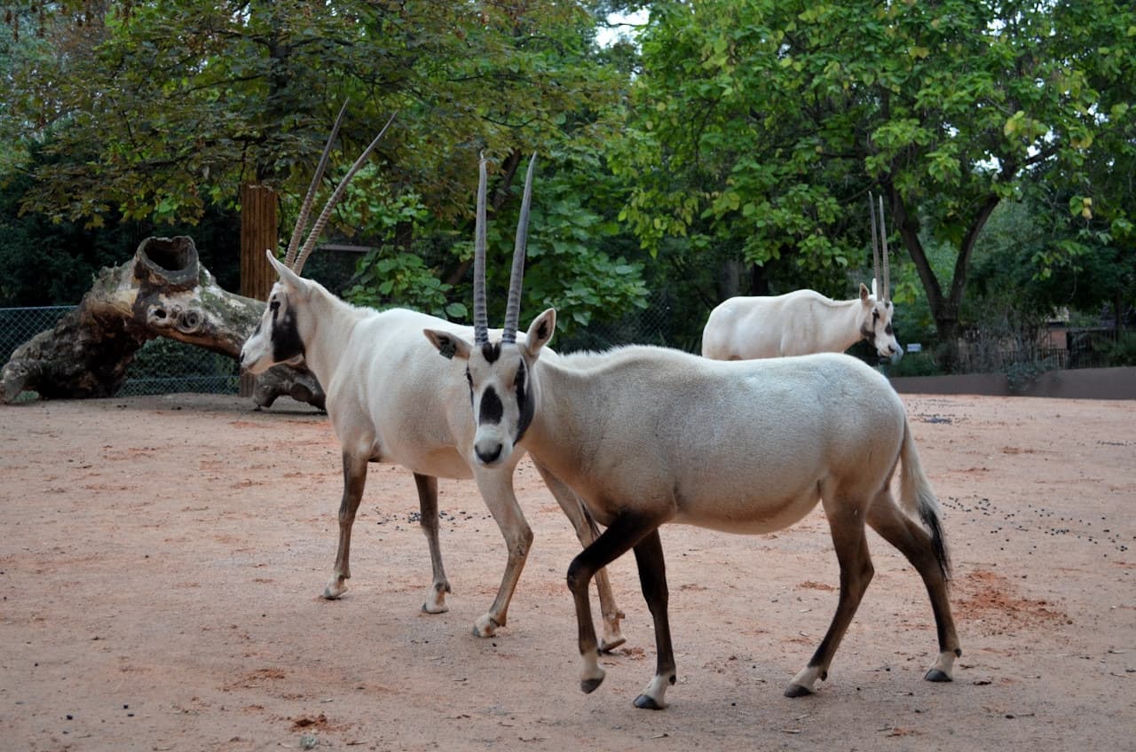 Ménagerie, zoológico del Jardin des Plantes - imagen 3