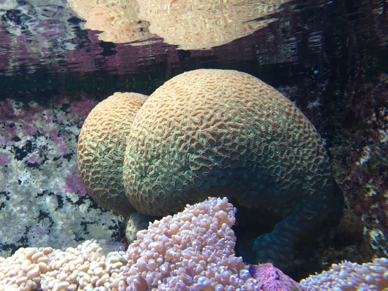 Underwater World Langkawi Ticket - image 7