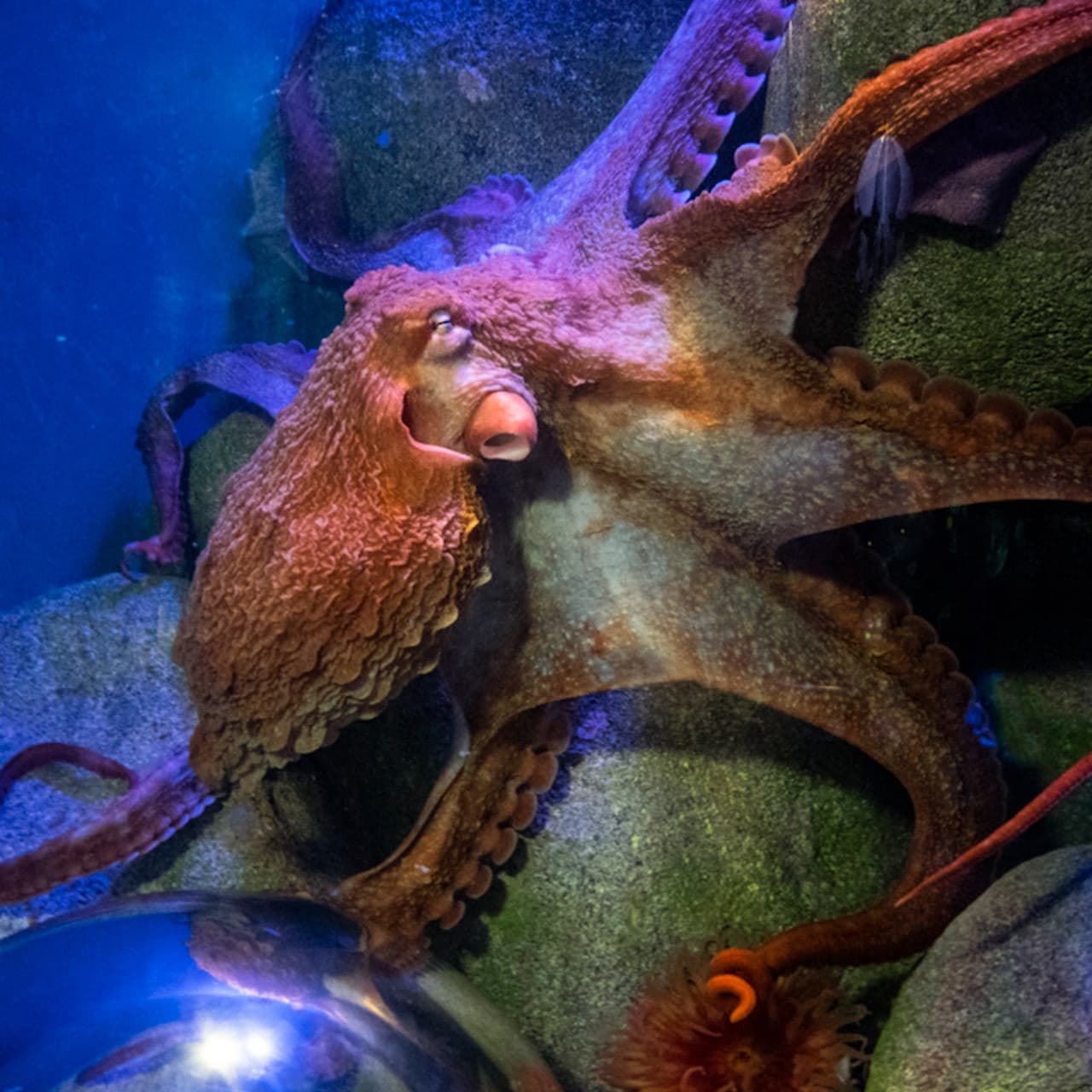 New York Aquarium - image 4