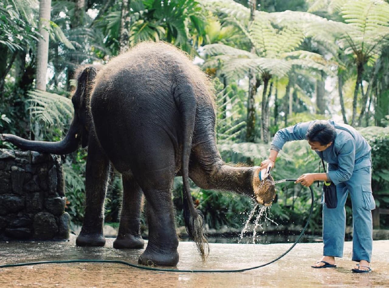 Mason Elephant Park Bali by Mason Adventures (Formerly known as Elephant Safari Park) - image 3