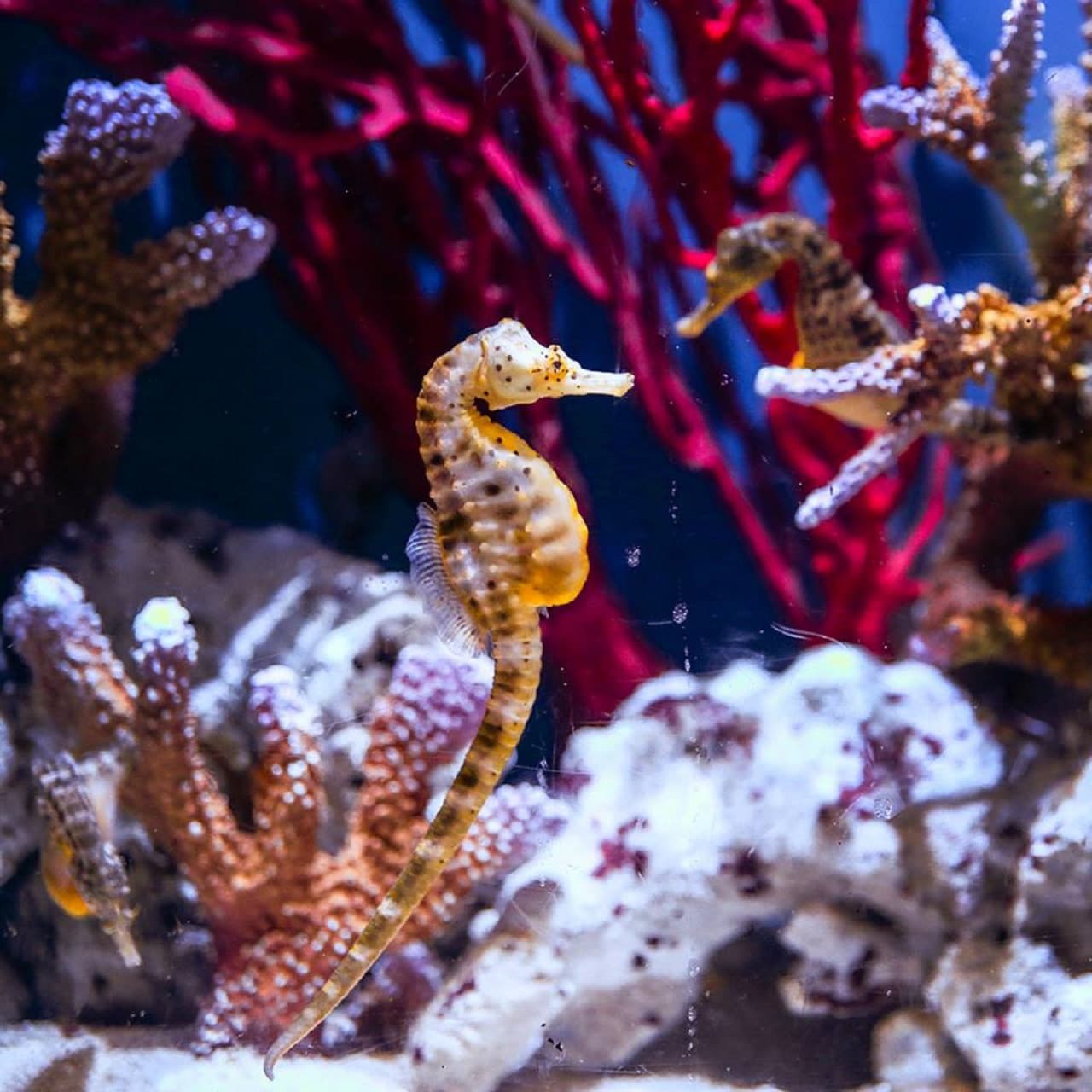 Entrada para Dubai Aquarium and Underwater Zoo - imagen 10
