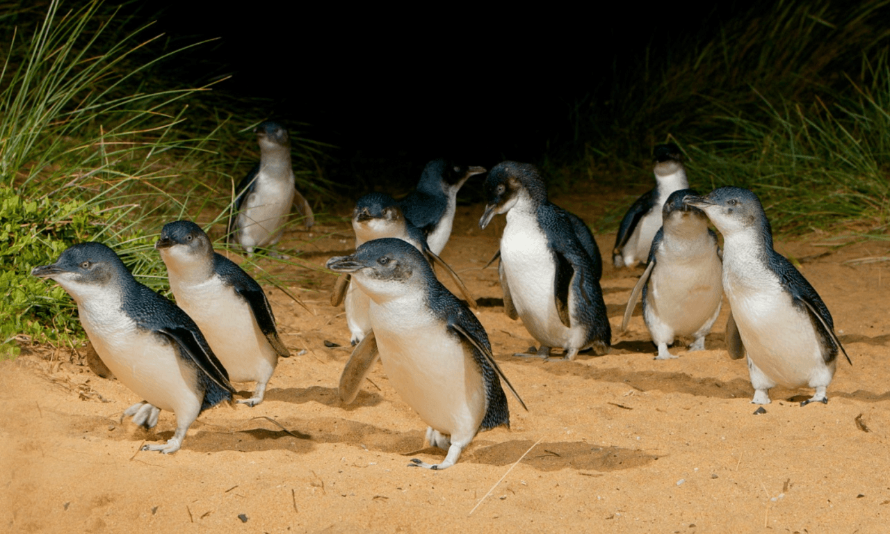 Melbourne City Discovery Tour with Penguin Parade - main image