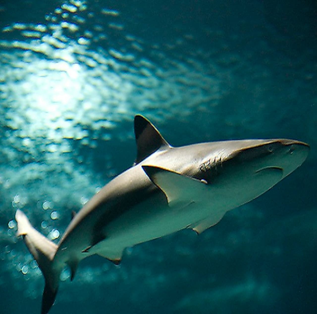 Lanzarote Aquarium Ticket - image 3