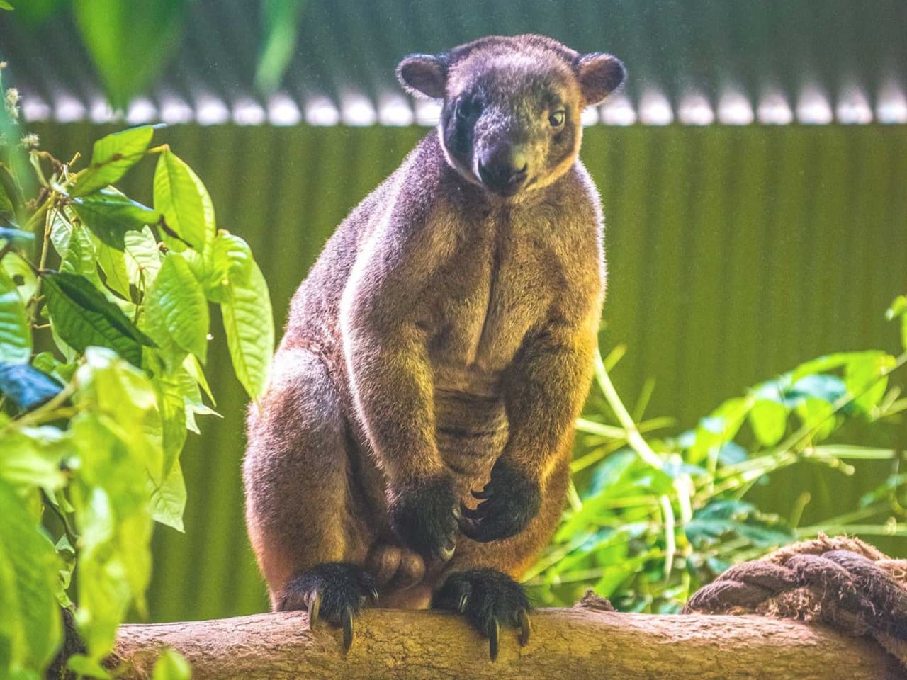 Kuranda Rainforestation Nature Park Full-Day Tour from Cairns - image 14