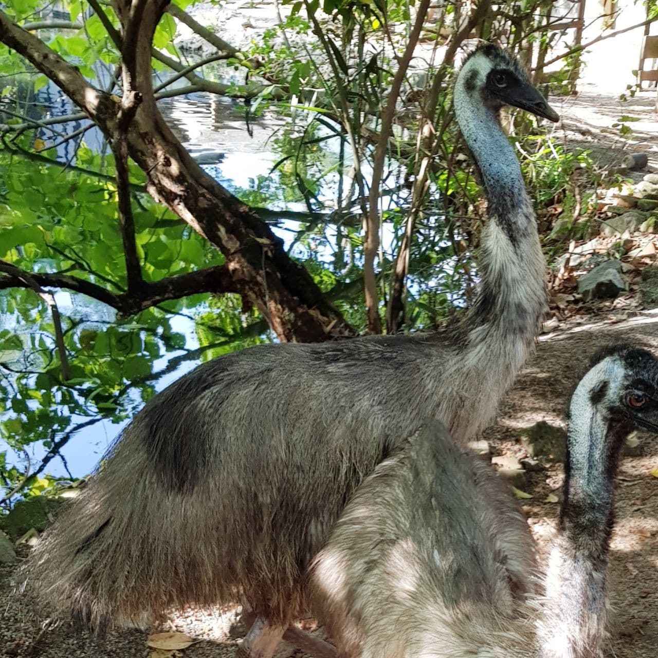 Penang Bird Park - image 7