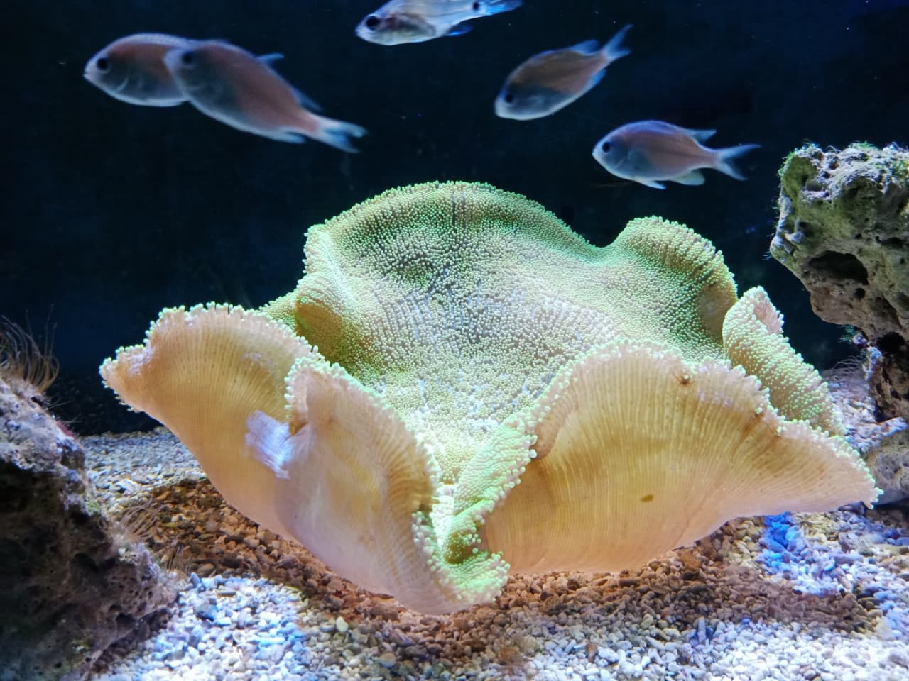 Underwater World Langkawi Ticket - image 4