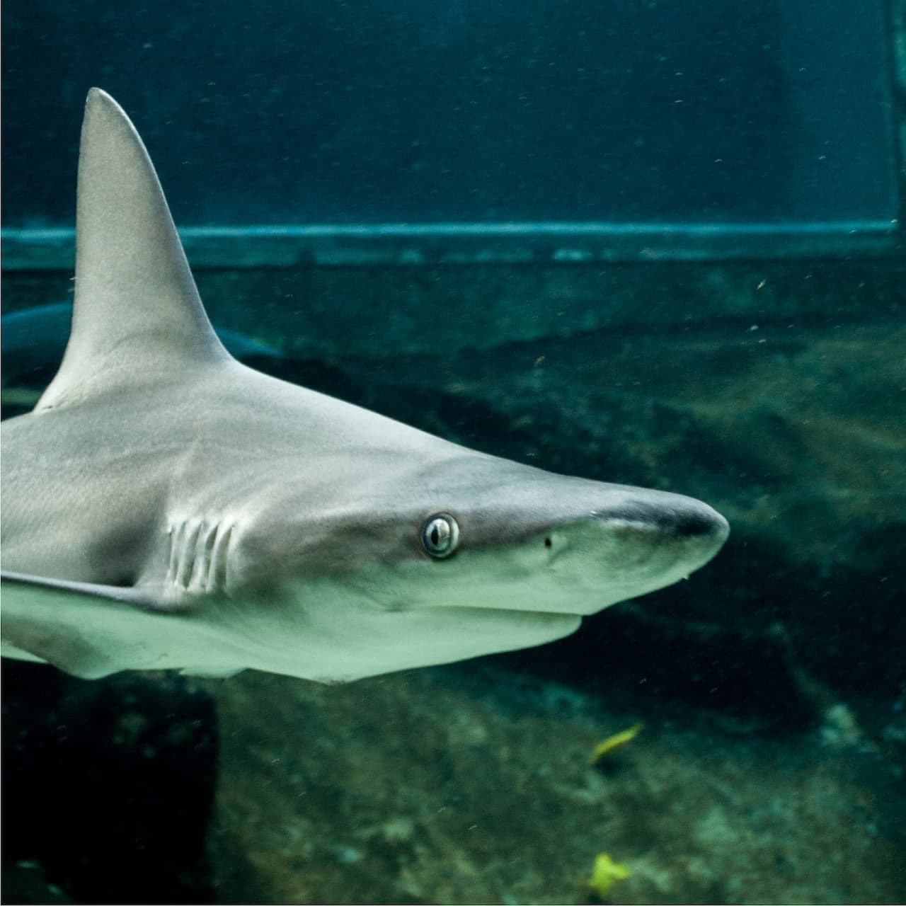 Sea Life Park Hawaii - image 3