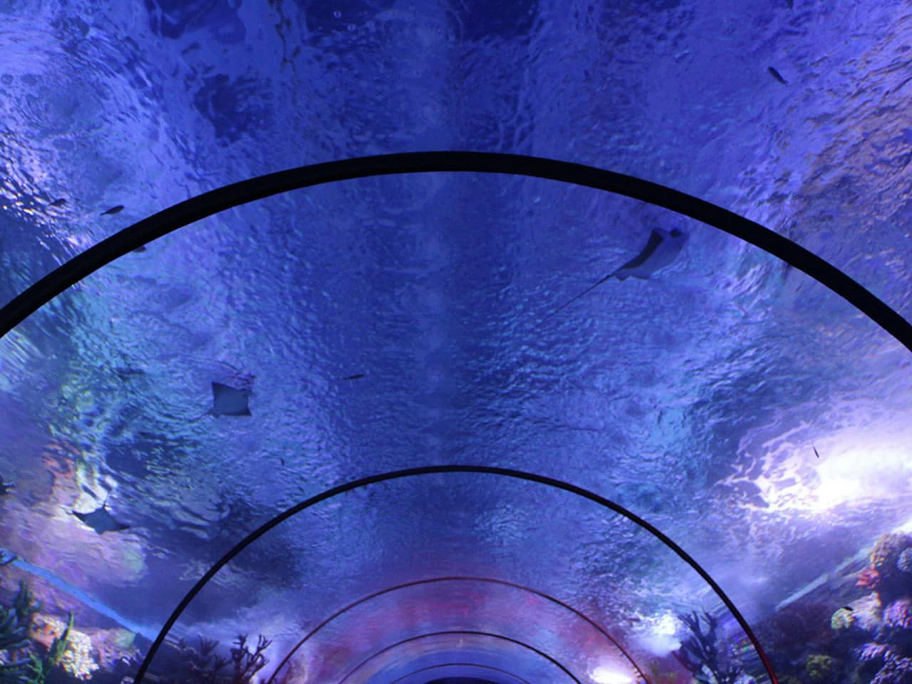 Antalya Aquarium and Face 2 Face Wax Museum Ticket - image 5