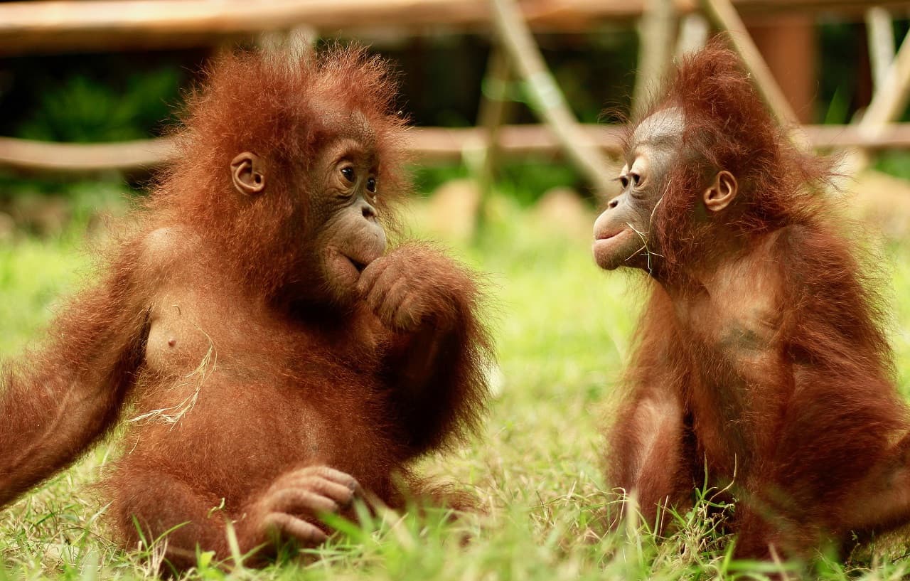 Lombok Wildlife Park: Experiencia íntima con la vida silvestre - imagen 3