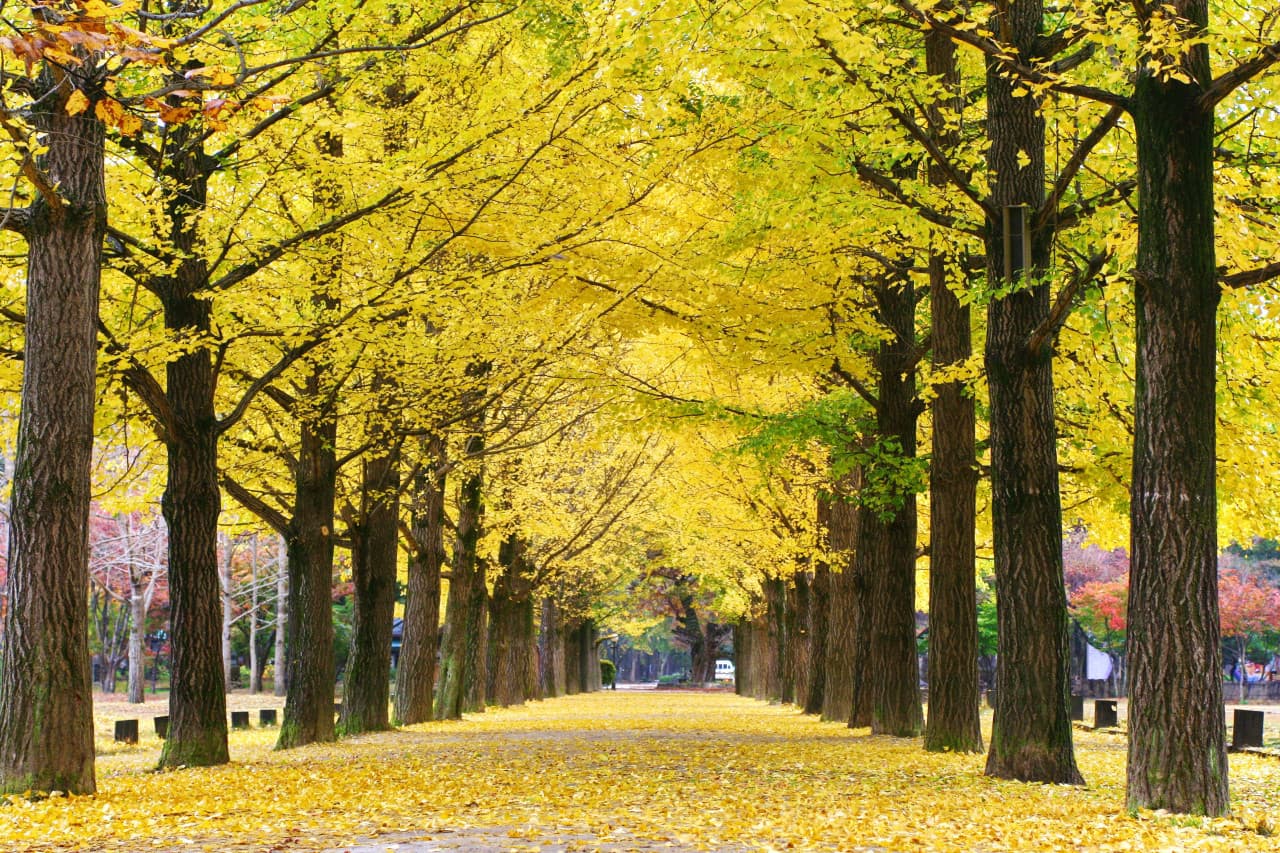 Nami Island and Garden of Morning Calm Tour from Seoul - main image