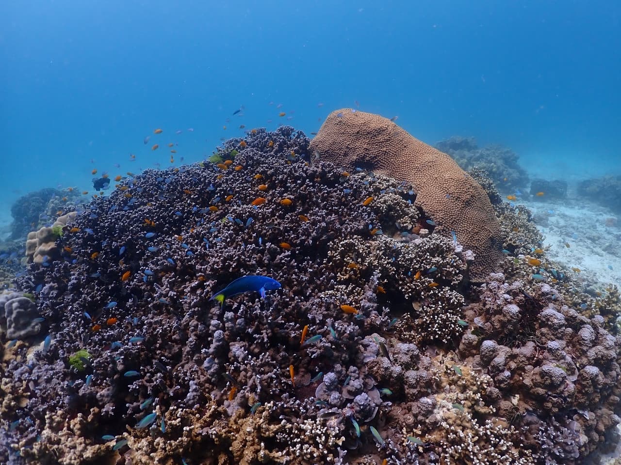 Raya Noi, Raya Yai, and Maiton Island Snorkelling Tour from Phuket - image 12