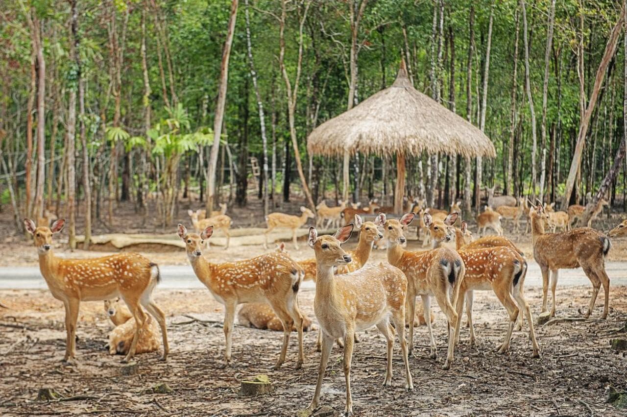 Vinpearl Safari Phu Quoc Ticket - image 9