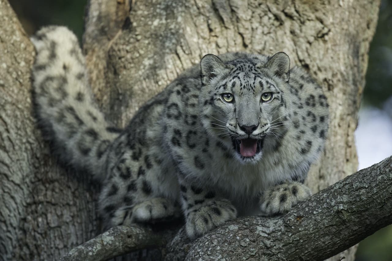 Thoiry ZooSafari: Skip The Line - image 4