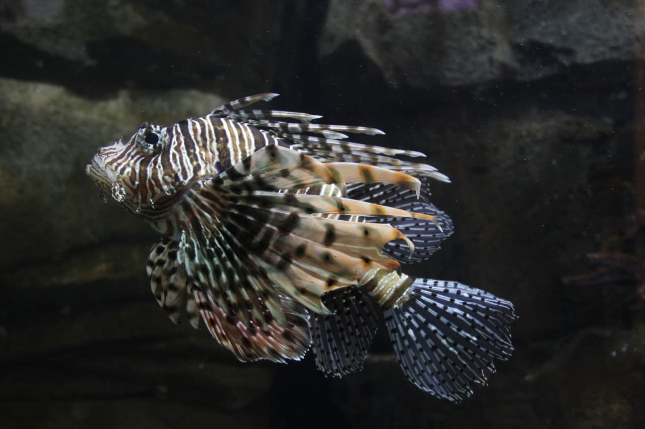 Underwater World Langkawi Ticket - image 14