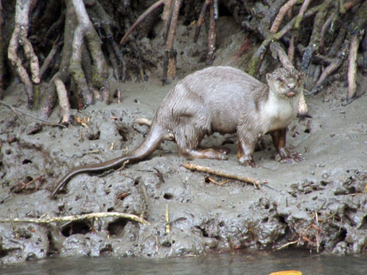 Crucero por el manglar de Langkawi y snorkel - imagen 7