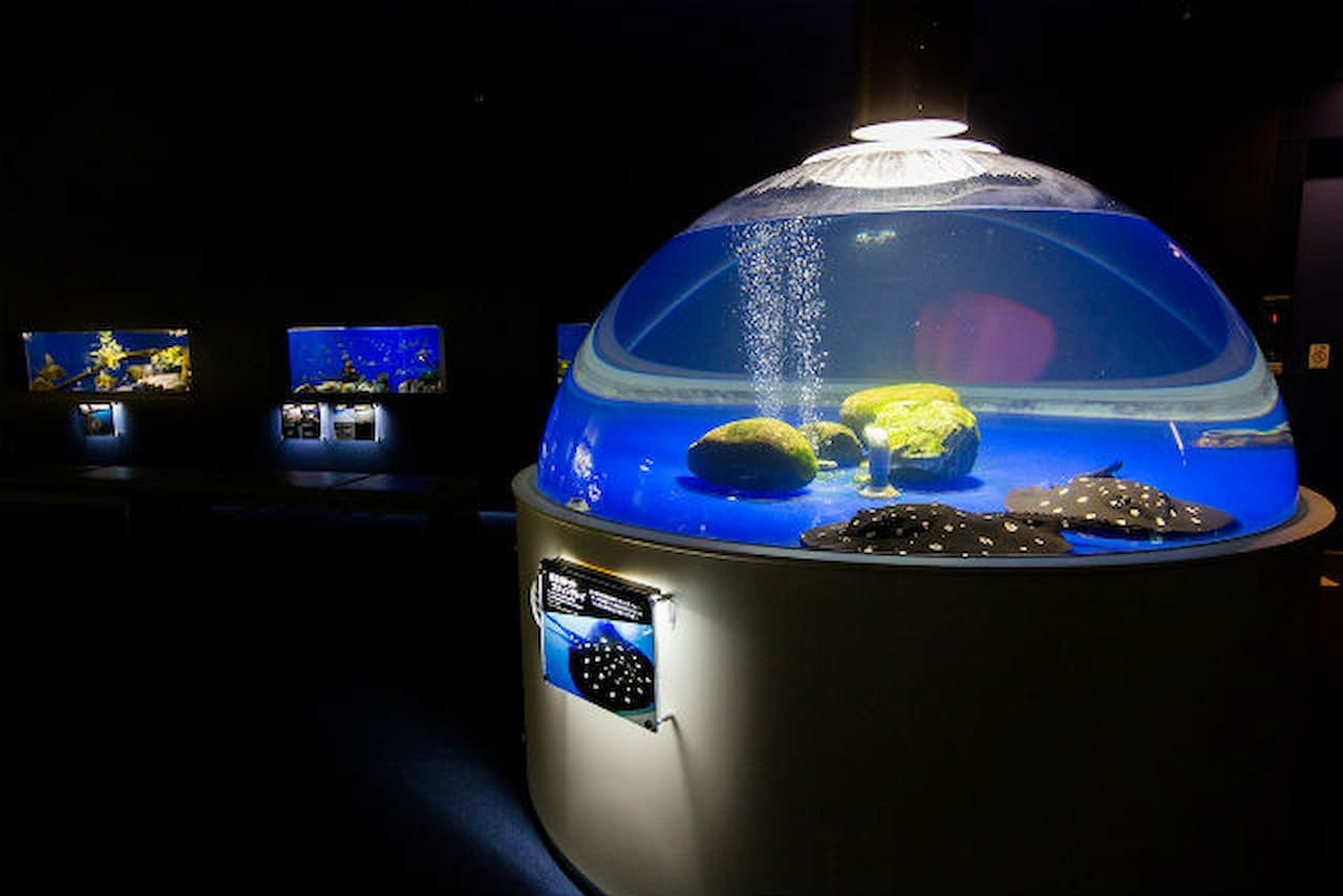Salmon Hometown Chitose Aquarium Ticket - image 10