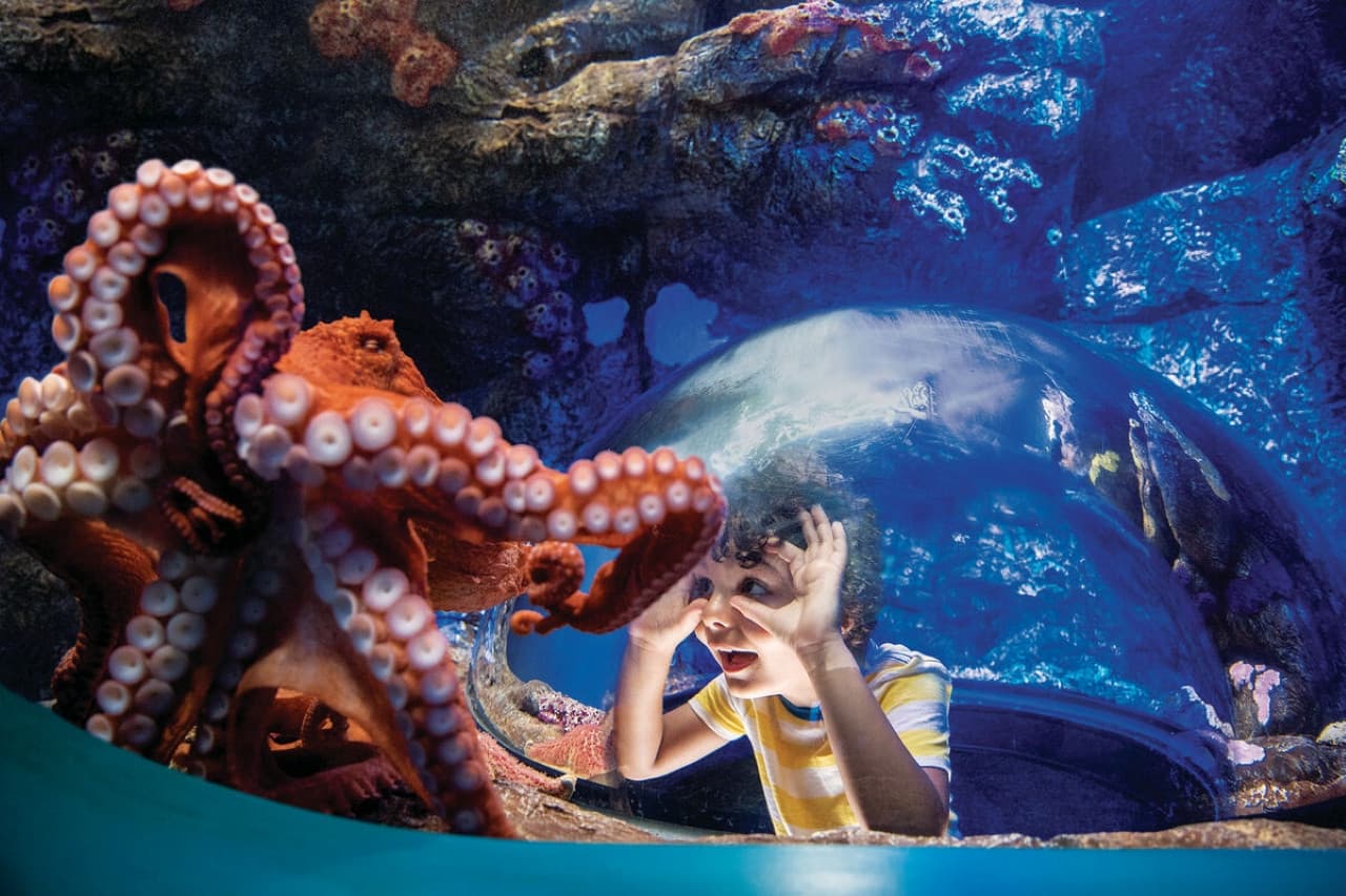 Go City San Diego Essentials Pass: Save up to 50% on Attractions - image 3