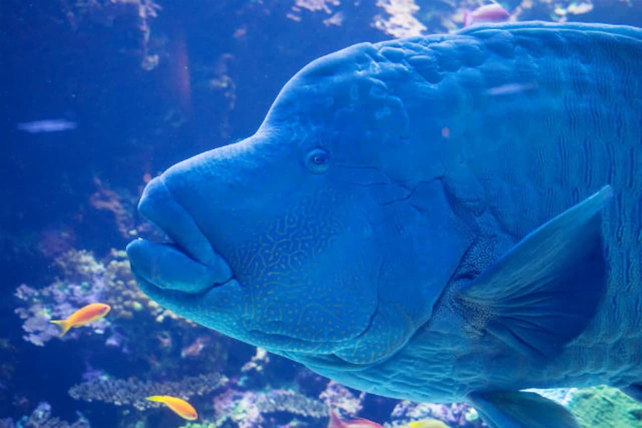 Oita Marine Palace Aquarium Umitamago Ticket - image 4