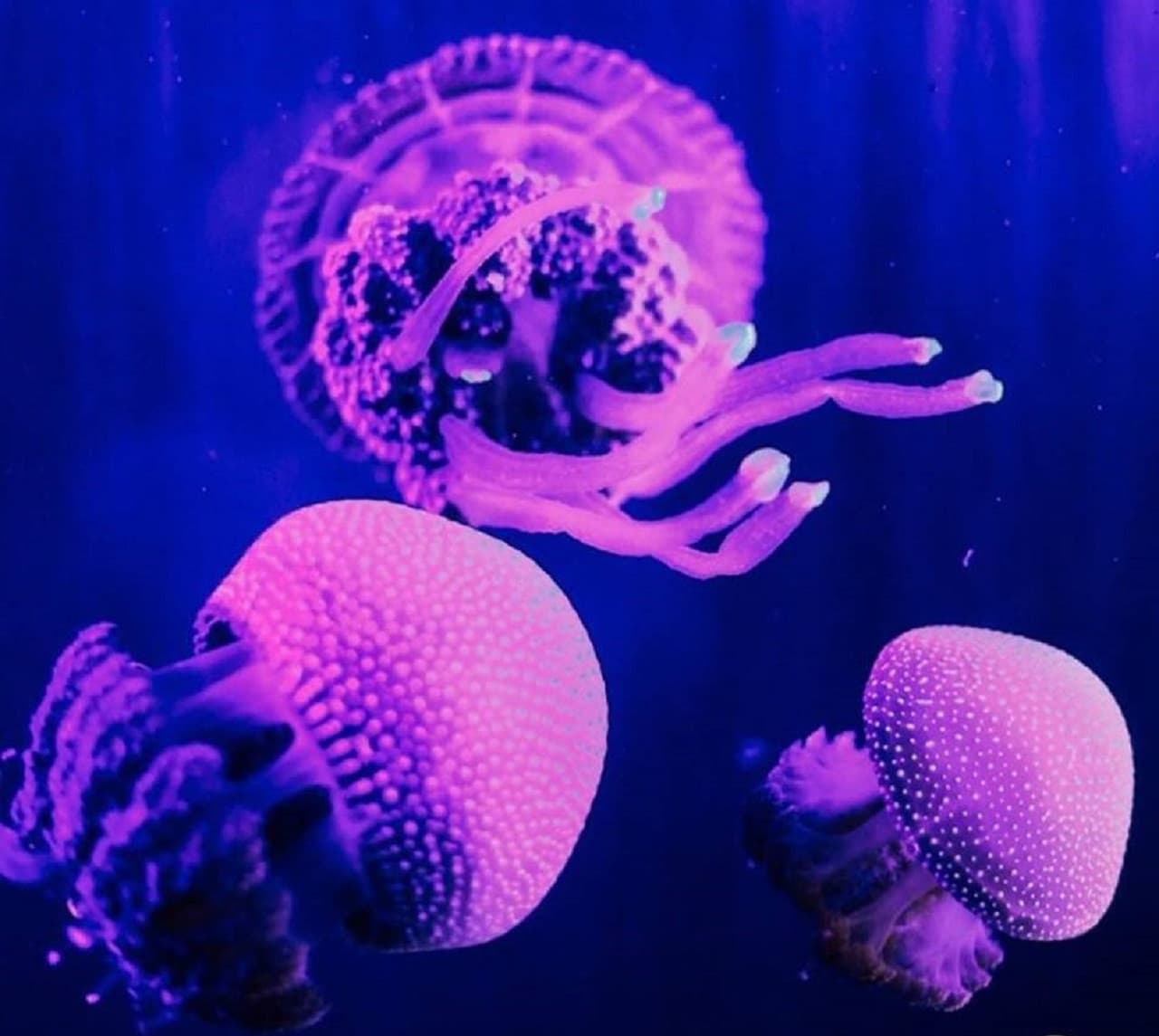 Underwater World Langkawi Ticket - image 9