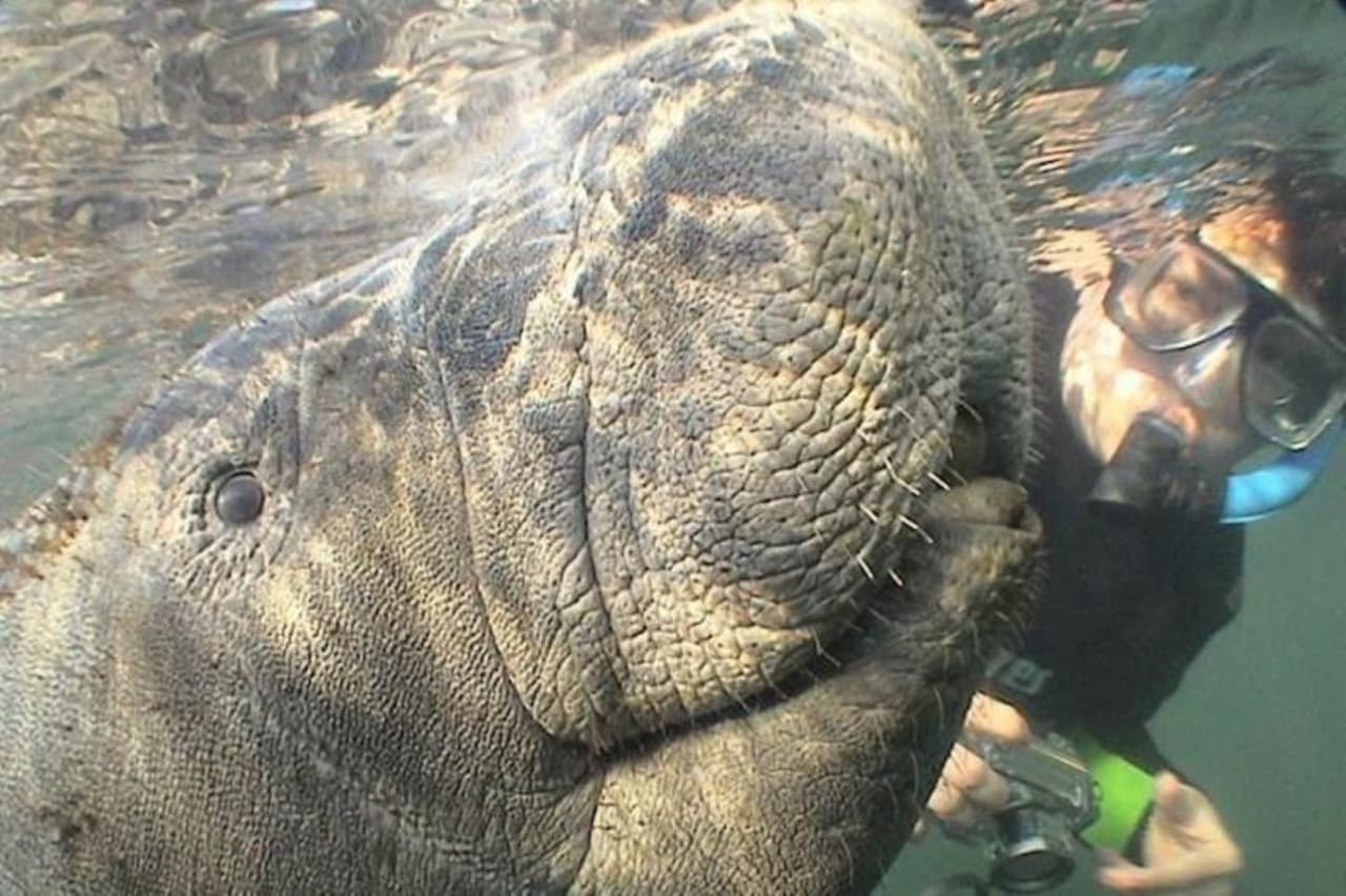 Florida Nature Coast Tour: Crystal River with Manatees Snorkelling, Homosassa State Park - imagen 4