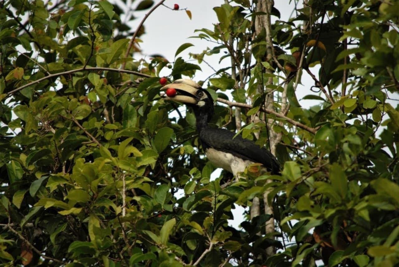 Langkawi Birdwatching Experience Tour - Half Day - image 7